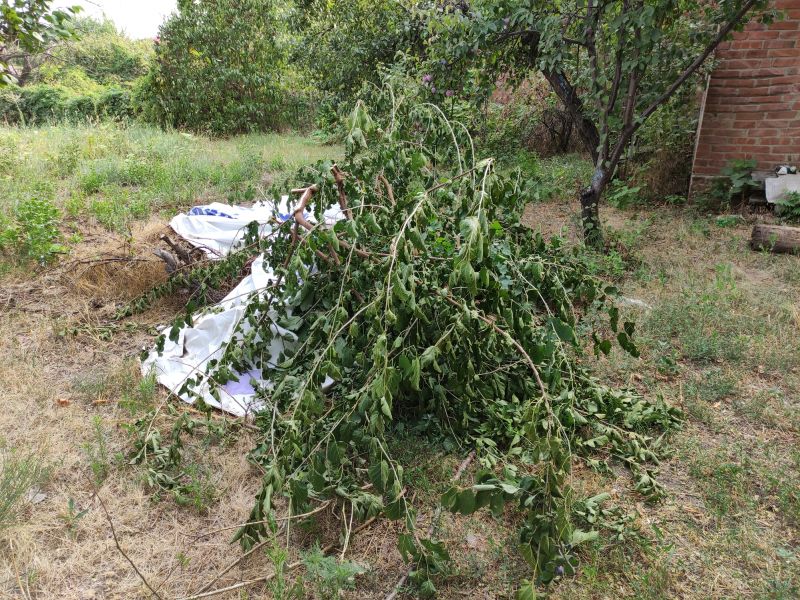 Brush Cleanup Service in Honolulu, HI