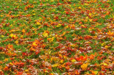 Lawn Care in Fall